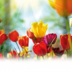 Tulpen_achtergrond2