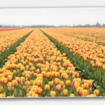 Tulpen_header2.jpg