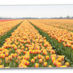 Tulpen_header4.png