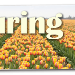 Tulpen_header42.png